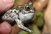 Plains Spadefoot