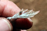 Plains Spadefoot