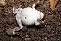 Plains Spadefoot