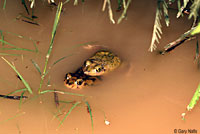 Couch's Spadefoot