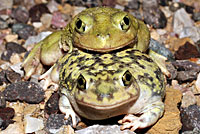 Scaphiopus couchii Couch's Spadefoot Amplexus