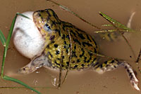 Scaphiopus couchii Couch's Spadefoot Calling Male