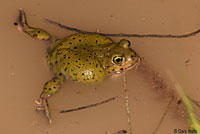 Couch's Spadefoot