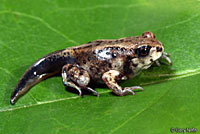 Hurter's Spadefoot tadpole