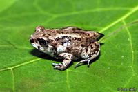 Hurter's Spadefoot