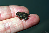 Hurter's Spadefoot