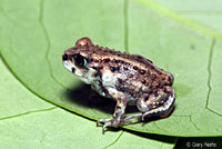 Hurter's Spadefoot