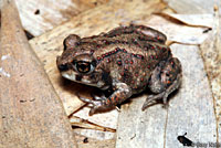 Hurter's Spadefoot