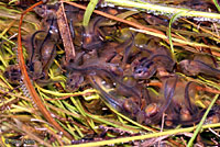 Hurter's Spadefoot tadpoles