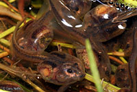 Hurter's Spadefoot tadpoles