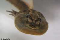 Hurter's Spadefoot tadpole