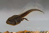 Hurter's Spadefoot tadpole