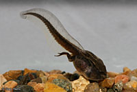 Hurter's Spadefoot tadpole