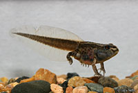 Hurter's Spadefoot tadpole