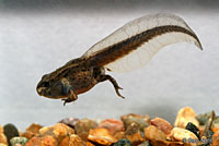 Hurter's Spadefoot tadpole