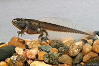 Hurter's Spadefoot tadpole