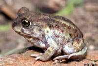 Hurter's Spadefoot