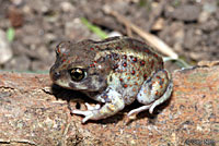 Hurter's Spadefoot