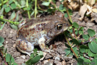 Hurter's Spadefoot