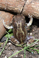 Hurter's Spadefoot