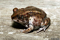 Hurter's Spadefoot