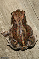 Hurter's Spadefoot