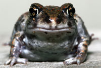 Hurter's Spadefoot