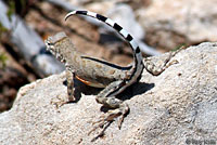 texas greater earless lizard