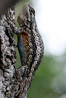 texas spiny lizard