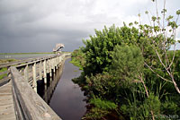 Northern Green Anole habitat