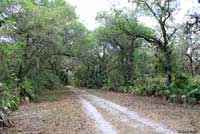 Brown Anole habitat