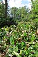 Southern Green Anole habitat