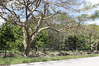 West African Rainbow Lizard habitat