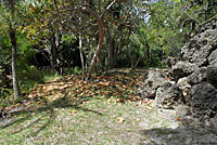 Brown Anole habitat