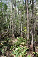 Brown Anole habitat