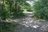 Northern Green Anole habitat