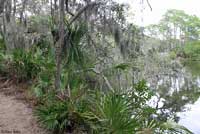 Brown Anole habitat