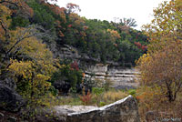 Northern Green Anole habitat