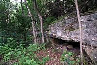 Eastern Black-necked Gartersnake habitat