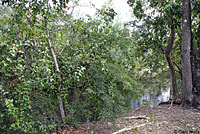 Brown Anole habitat