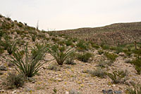 Chihuahuan Greater Earless Lizard habitat