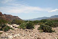 Texas Banded Gecko habitat