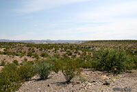 Texas Banded Gecko habitat