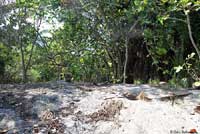 Gray’s Spiny-tailed Iguana habitat