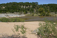 Texas Greater Earless Lizard habitat