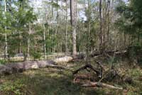 Common Five-lined Skink habitat