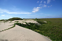 Northern Keeled Earless Lizard habitat