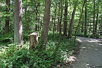 Common Five-lined Skink habitat