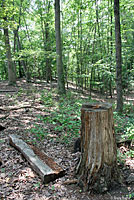 Common Five-lined Skink habitat