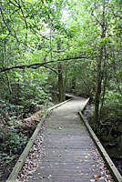 Common Five-lined Skink habitat